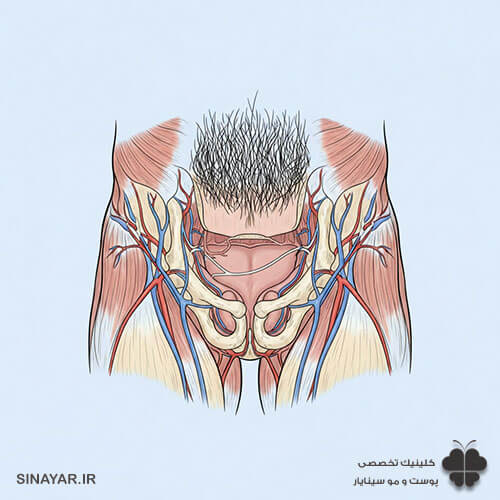 ناحیه عانه در مردان کجاست